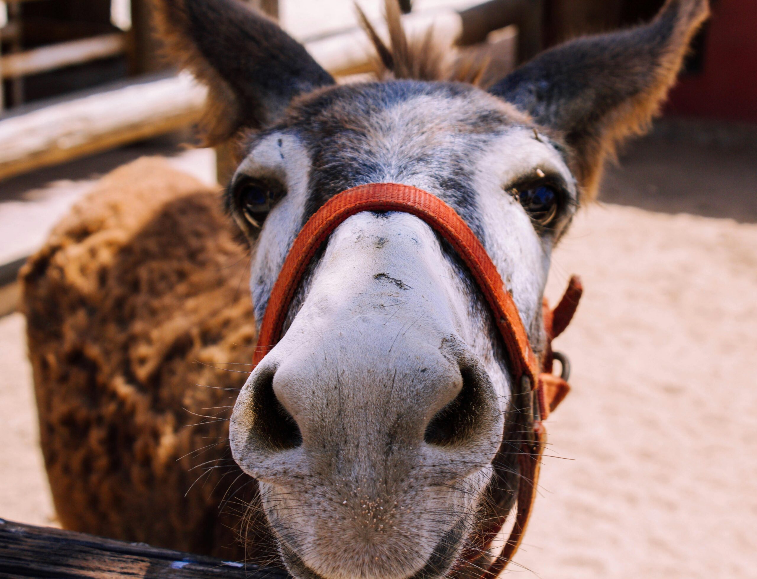 pexels-photo-1425334-1425334 Playful close-up of a donkey in Aruba outdoor setting.